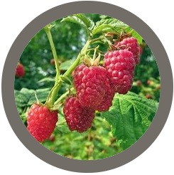 Fruit and Nut Plants