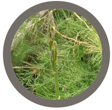 Asparagus plant / sold as crowns in autumn-winter (Connovers Colossal)