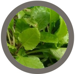 Perennial Spinach ( Perpetual Beta Vulgaris)