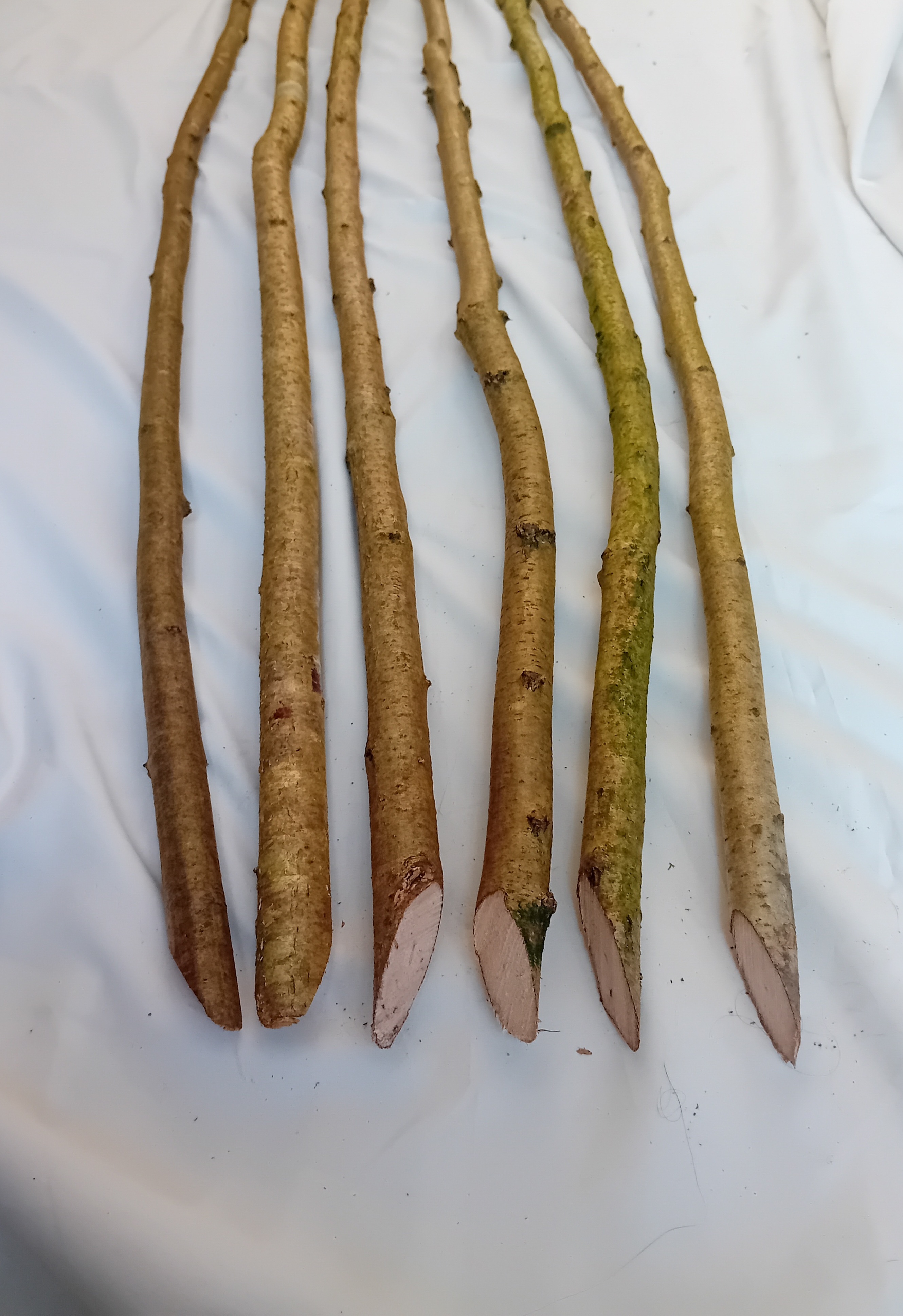 Pack of 20: Hazel hardwood posts - approx 6 foot long (1.8 metres)