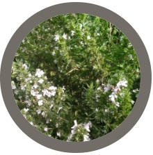 Winter Savory (Satureja Montana)