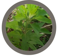 Jerusalem Artichoke or Sunchoke (Helianthus tuberosus)