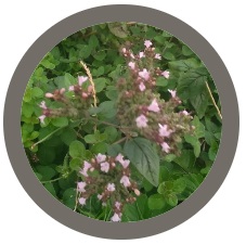 Drought Tolerant Plants