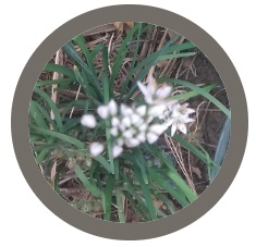 Garlic Chives (Allium Tuberosum)