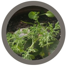 Orpine (Sedum telephium Livelong)