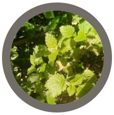Lemon balm ( Melissa officinalis) Seeds
