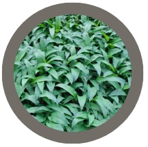Wild Garlic (Allium ursinum) Seeds