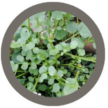 Land Cress (Barbarea Verna)