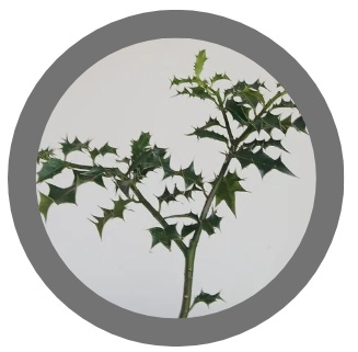30cm tall Holly bush (Ilex aquifolium)