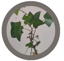 Ivy (Hedera Helix)