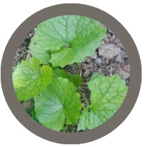 Garlic mustard (Alliaria petiolata) Seeds