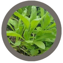 Calendula (Neon) Seeds