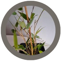 Golden Bamboo plant (Phyllostachys aureosulcata f. aureocaulis)