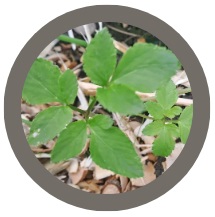 Alexanders (Smyrnium olusatrum) Seeds