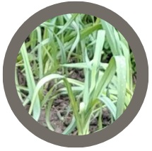 Babington Leek (Allium Ampeloprasum var Babingtonii) Seeds