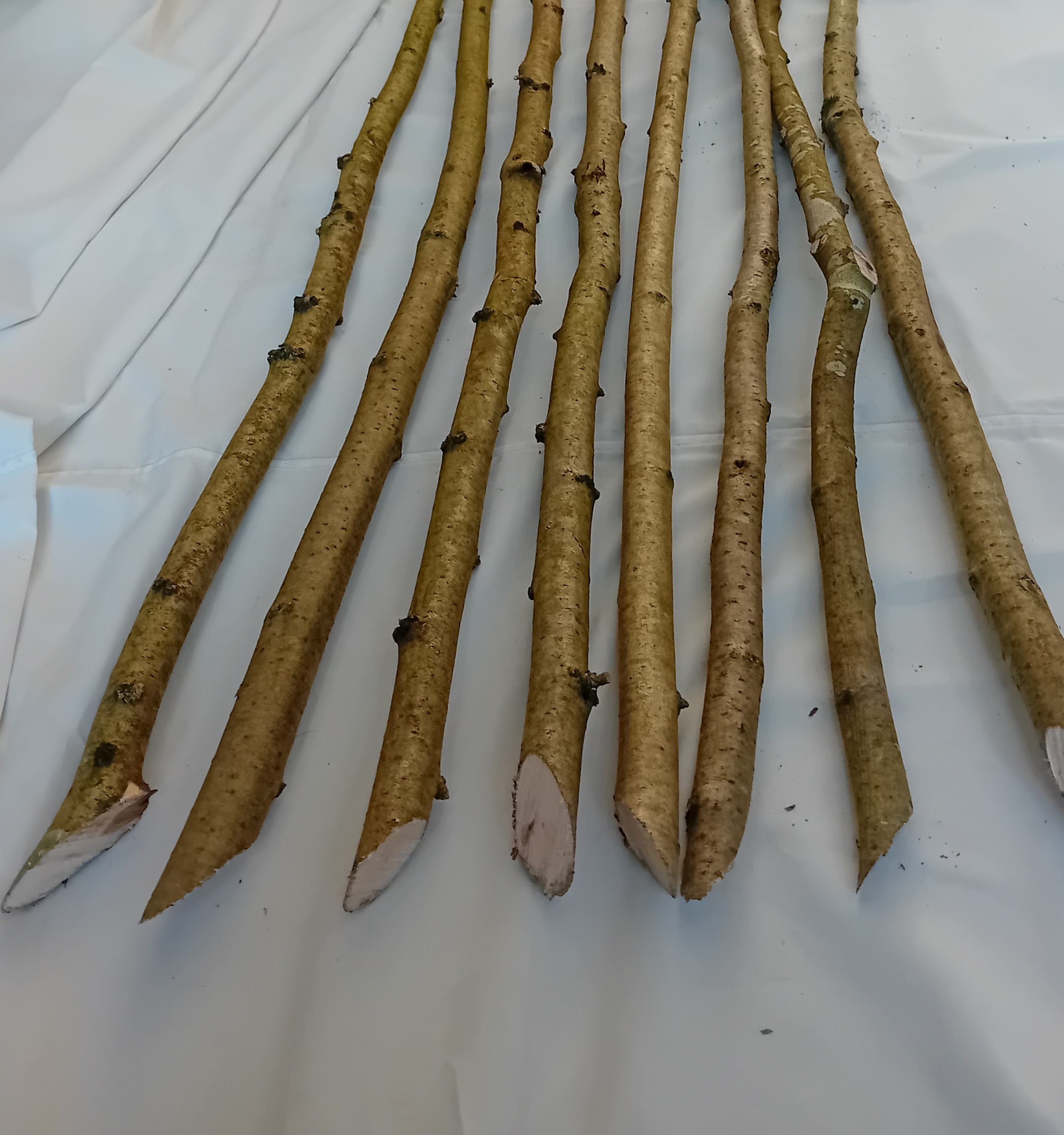Pack of 8: Hazel bean poles - approx 4.5 foot long (1.4 metres)