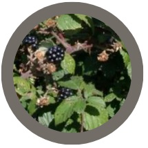 Pack of 6: Blackberry plants (Rubus fruticosus)