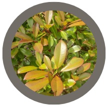 Photinia Red Robin