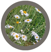 Pack of 10 plants: Oxeye Daisy (Leucanthemum vulgare)
