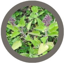 Chinese Artichoke (Crosne - Stachys sieboldii) edible tuber