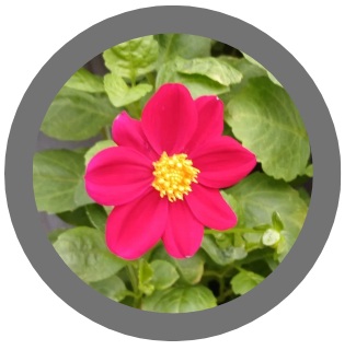 Dahlia Mignon Deep Magenta / sold as tubers in autumn-winter