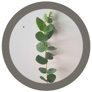 Eucalyptus dalrympleana (Mountain Gum)
