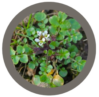 Bittercress (Cardamine hirsuta)