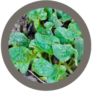 Selfheal /
Self-heal / heal-all / woundwort / heart-of-the-earth / carpenter's herb, brownwort / blue curls (Prunella vulgaris)