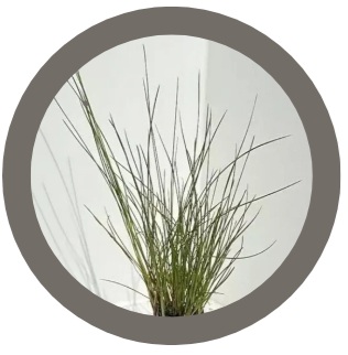 Eriophorum angustifolium (Cottongrass)