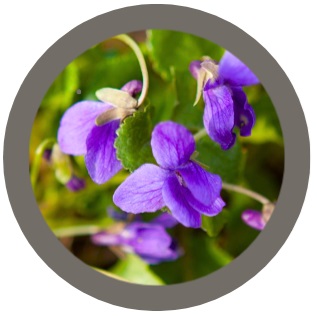 Violet (Viola odorata)