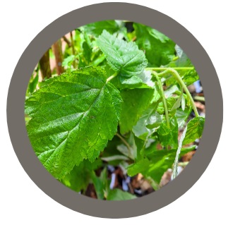 Wild Raspberry (Rubus idaeus)