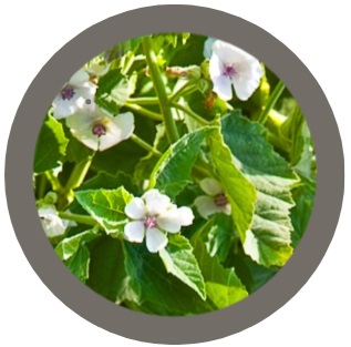 Marshmallow (Althaea officinalis)