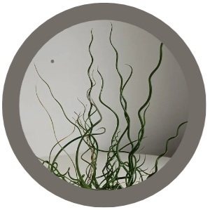 Spiral grass (Juncus effusus Spiralis)