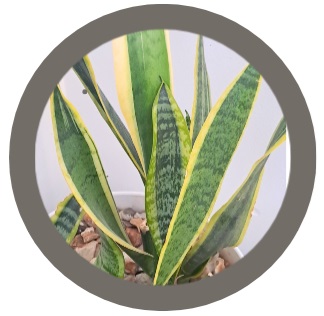 Snake plant (house plant)
