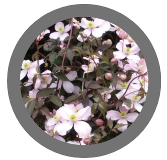 Climbing Clematis - Pink (Montana Odorata) 