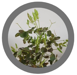 Pack of 10: Slender yellow woodsorrel (Oxalis dillenii)
