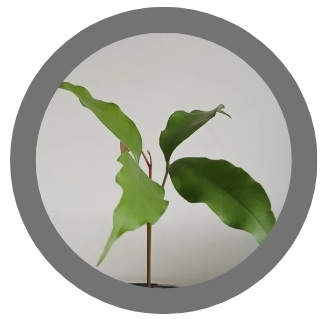 Lychee tree (Litchi chinensis) 
