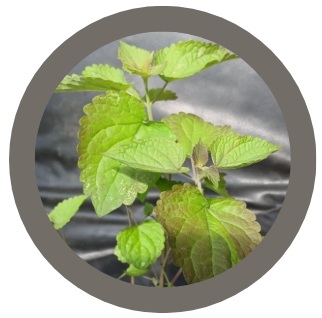 Korean Mint plant (Agastache rugosa/purple giant hyssop)