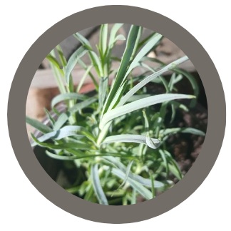 Carnation Perennial Dwarf Vienna (DIANTHUS CARYOPHYLLUS)