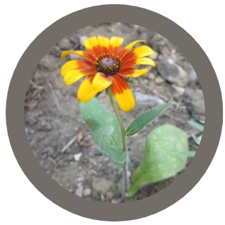Pack of 3: Rudbeckia Hirta (Autumn Shades)