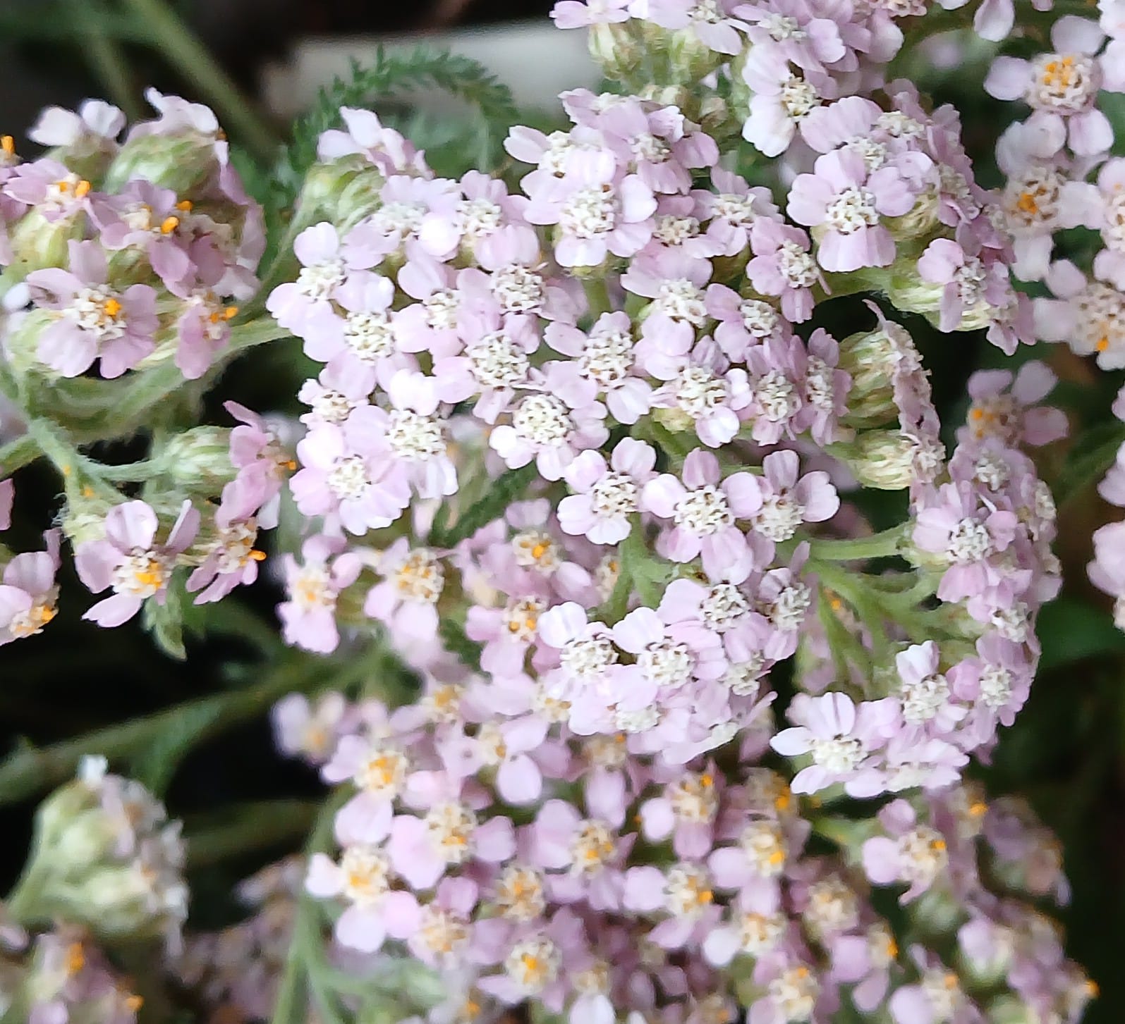 Yarrow (Achillea millefolium) Seeds