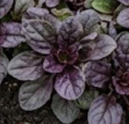 Ajuga reptans 'Atropurpurea'