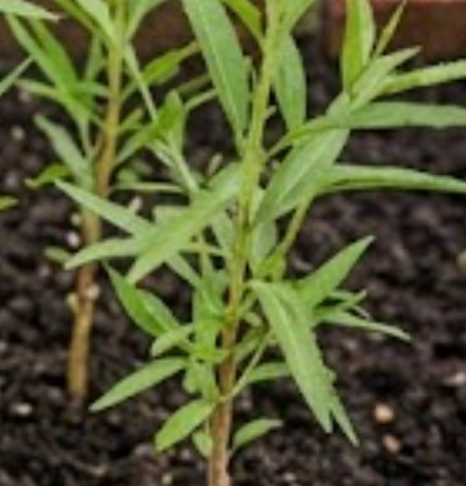 Almond (Prunus dulcis)