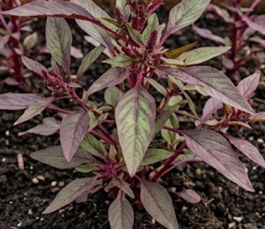 Amaranth (Amaranthus)