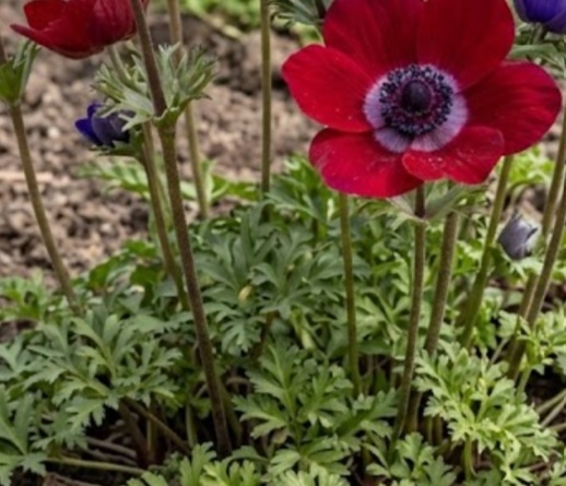 Anemone coronaria 'Royale'