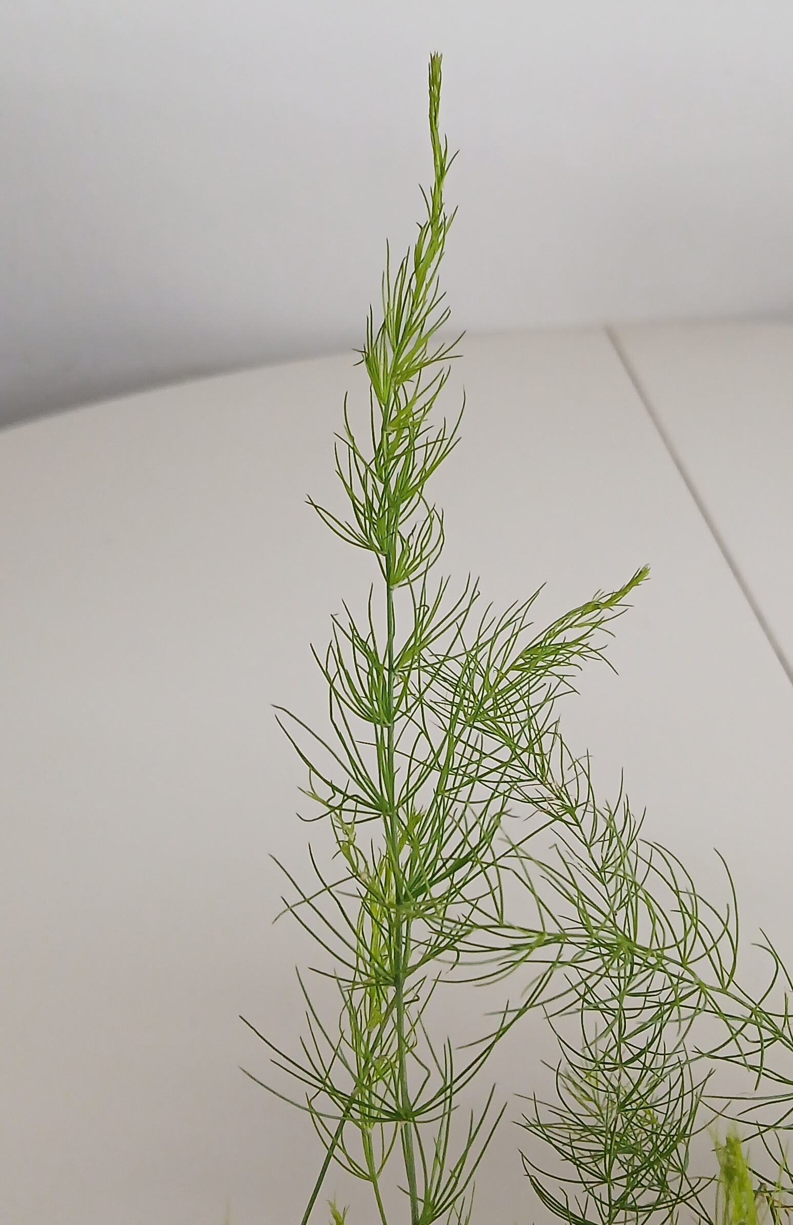 Asparagus plant / sold as crowns in autumn-winter (Connovers Colossal)