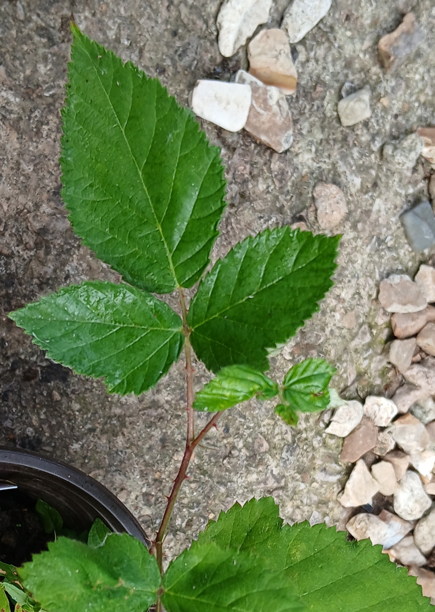 Pack of 8: Blackberry plants (Rubus fruticosus)