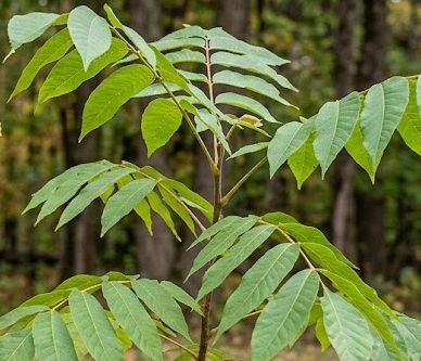 Black Walnut Tree (Juglans nigra)