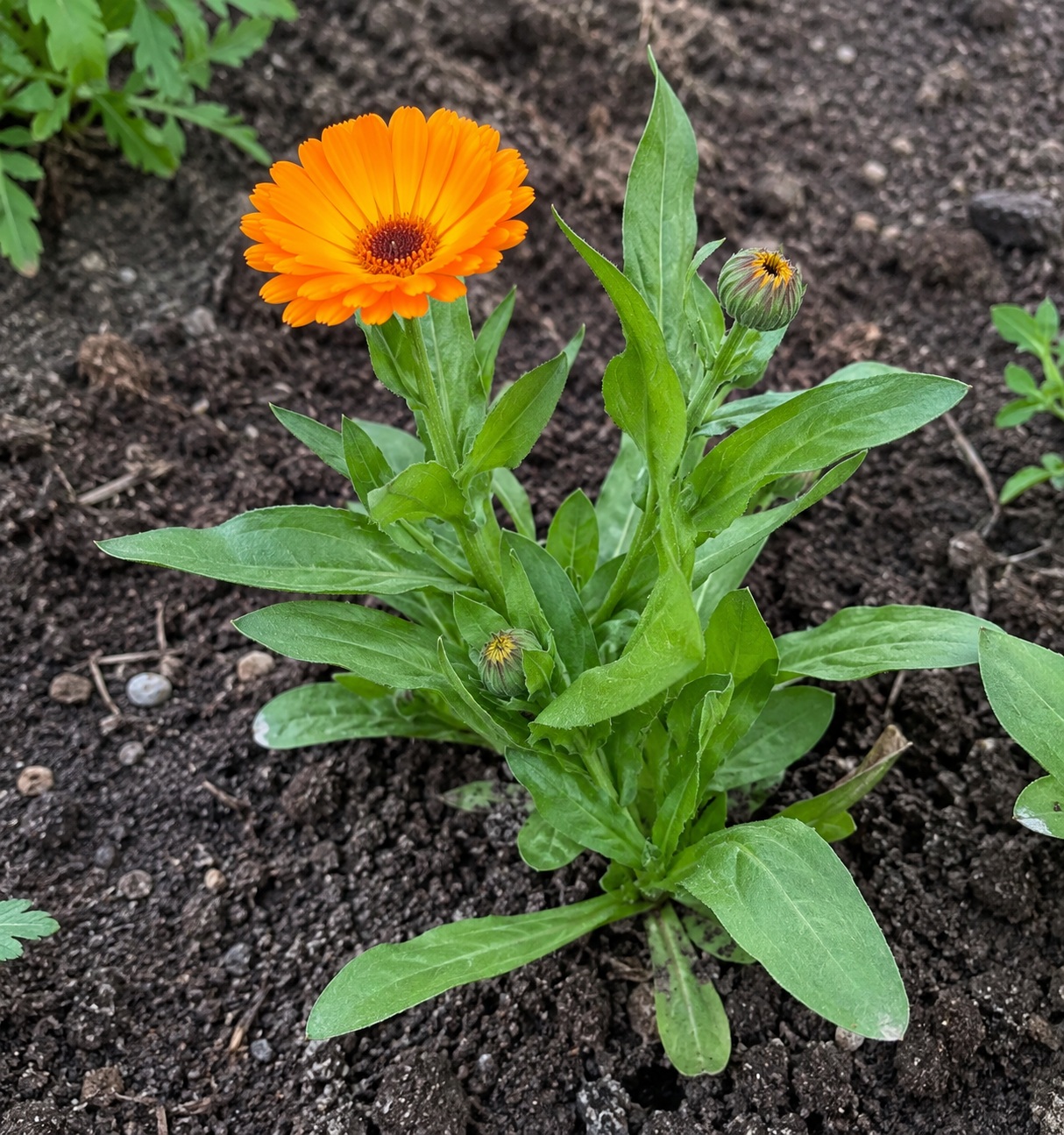 Calendula (Neon) Seeds