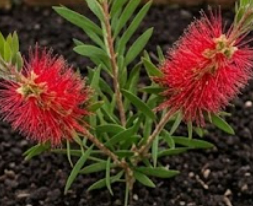 Callistemon (Bottlebrush)